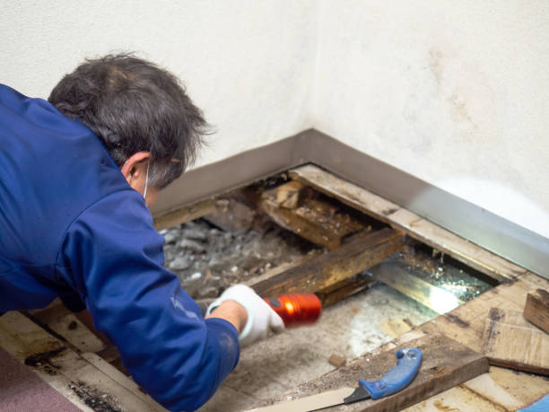 Best Toxic Mold Removal  in Wimberley, TX