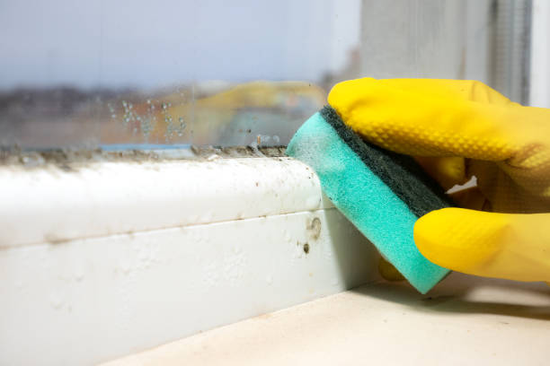 Best Mold Testing  in Wimberley, TX