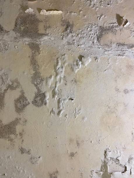 Best Same-Day Mold Removal  in Wimberley, TX