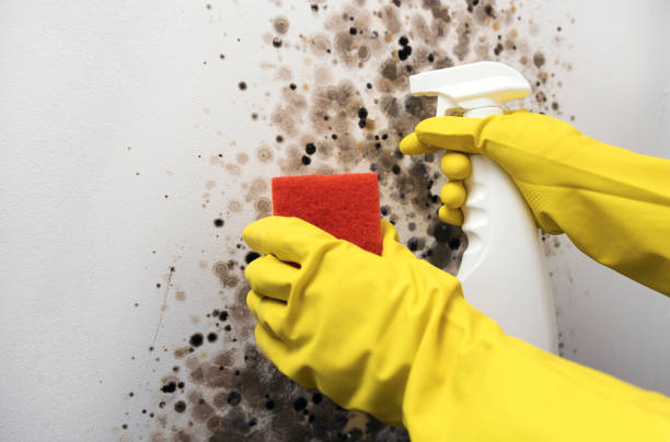 Best Mold Cleaning Services  in Wimberley, TX