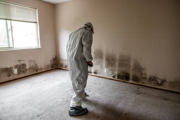 Best Certified Mold Removal  in Wimberley, TX