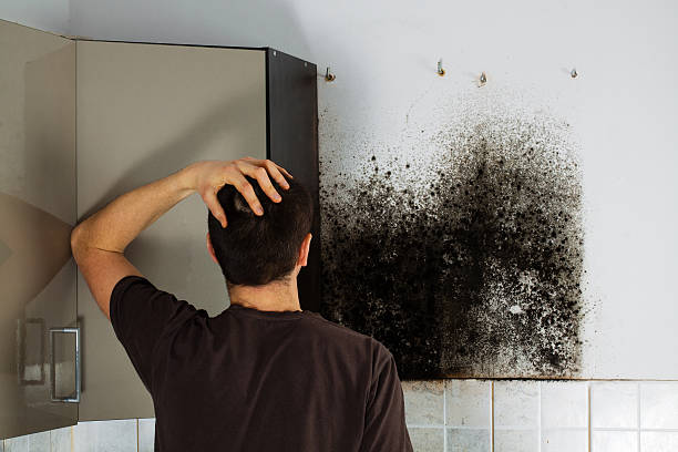 Best Office Mold Removal Services  in Wimberley, TX