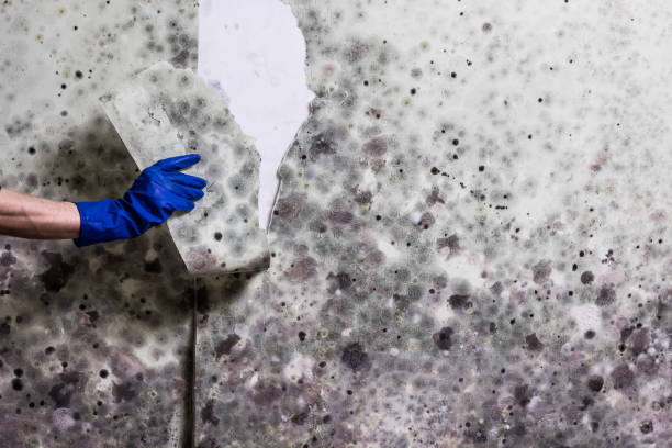 Best Local Mold Removal Service  in Wimberley, TX