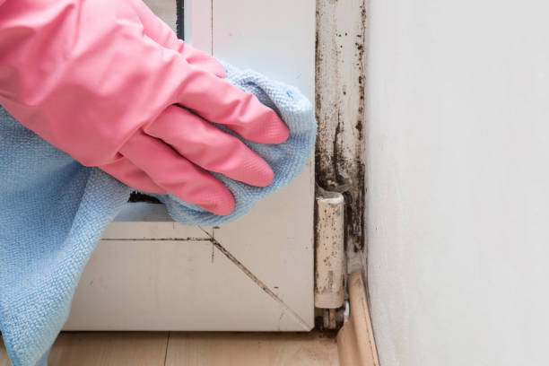 Best Professional Mold Removal  in Wimberley, TX